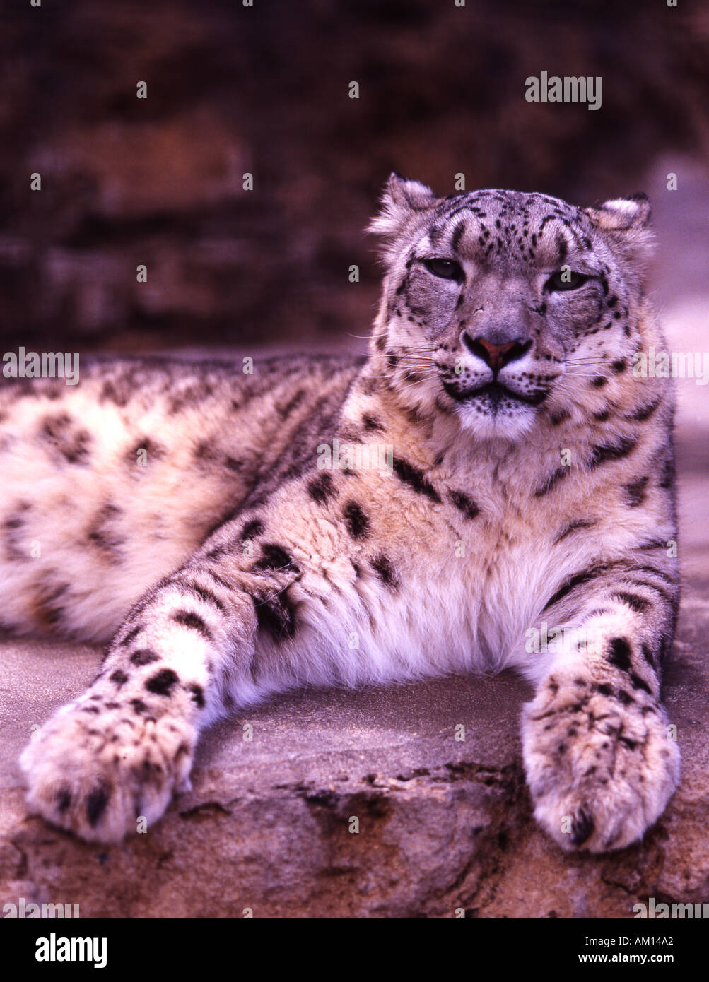 Snow leopard Panthera uncia captive Stock Photo