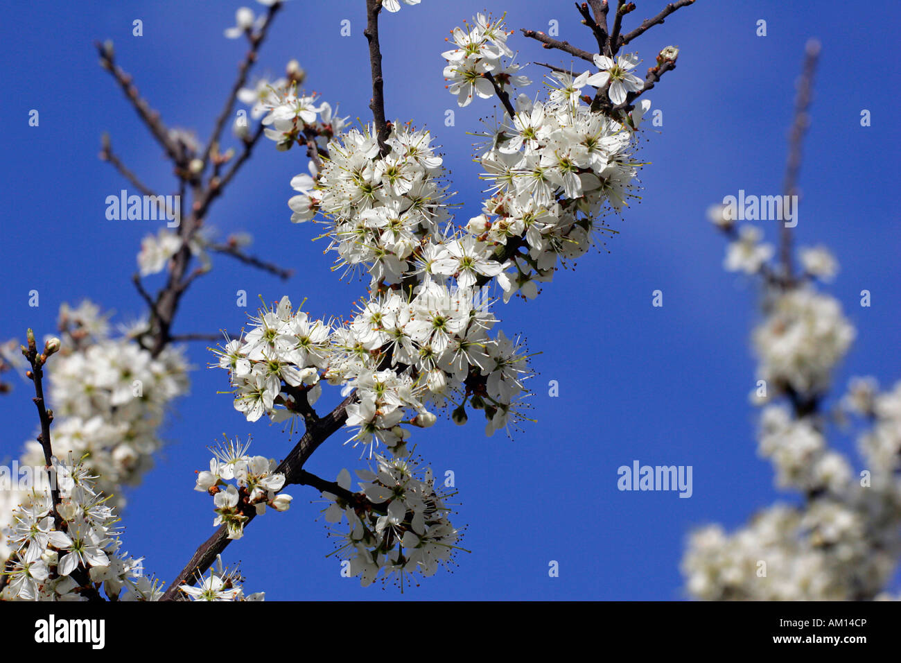 Flowering blackthorn - sloe (Prunus spinosa) Stock Photo