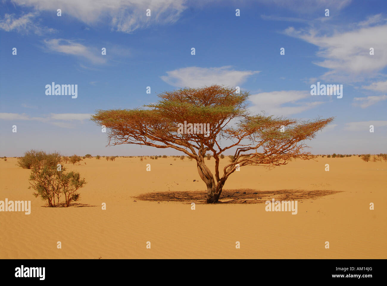 Acacia tree, Bayuda desert, Sudan Stock Photo