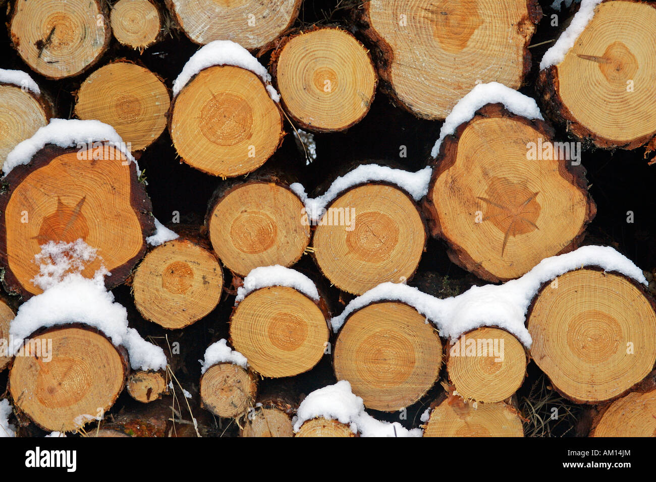 Snow covered stack of wood - scotch pine wood - scots pine - soft wood - coniferous wood (Pinus sylvestris) Stock Photo