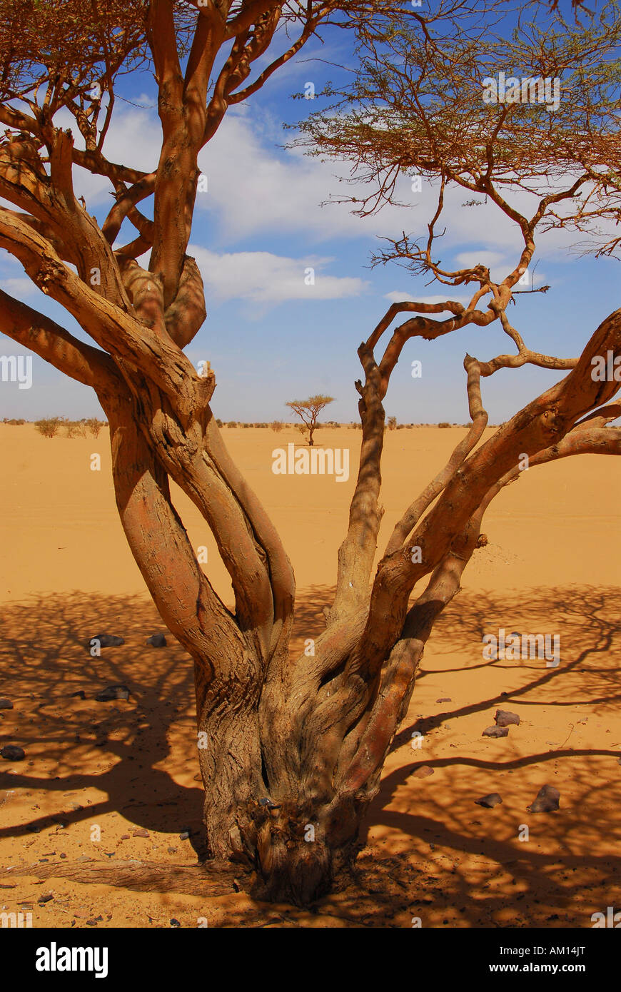 Acacia tree, Bayuda desert, Sudan Stock Photo