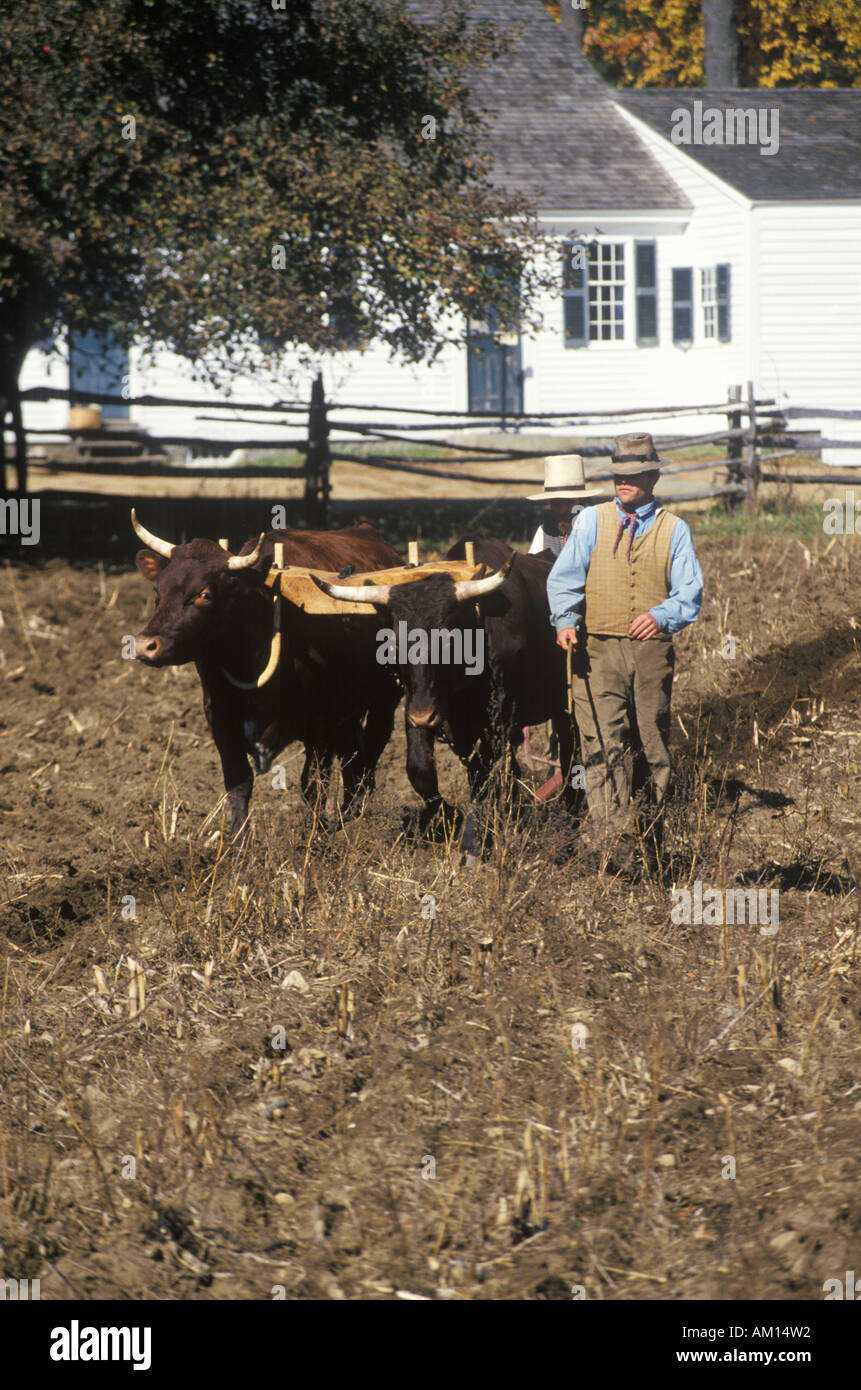 Farmer with Oxen at Old Sturbridge Historical town in MA Stock Photo