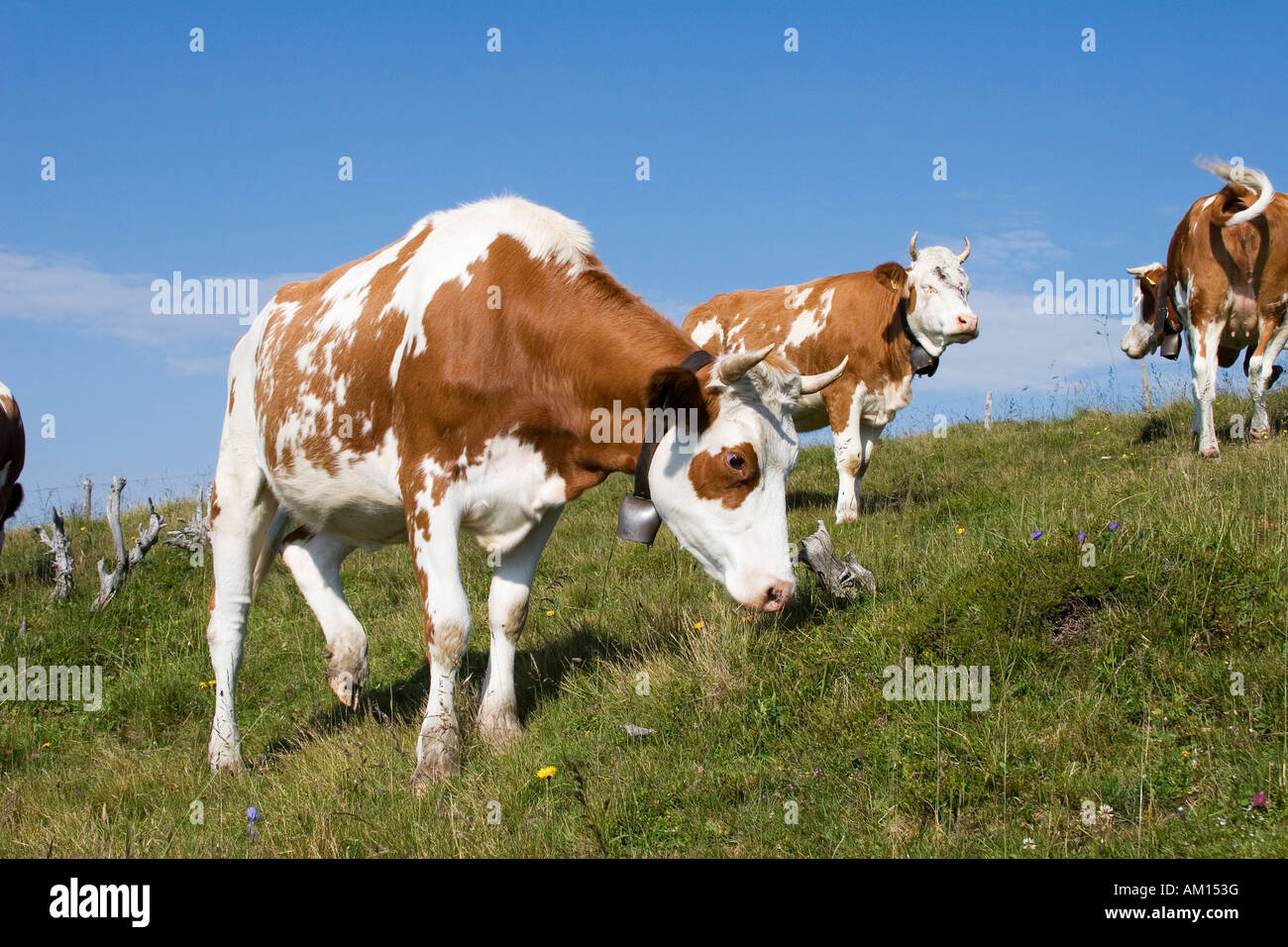 Cows on a meadow, Niederhorn, Bernese Oberland, Switzerland Stock Photo