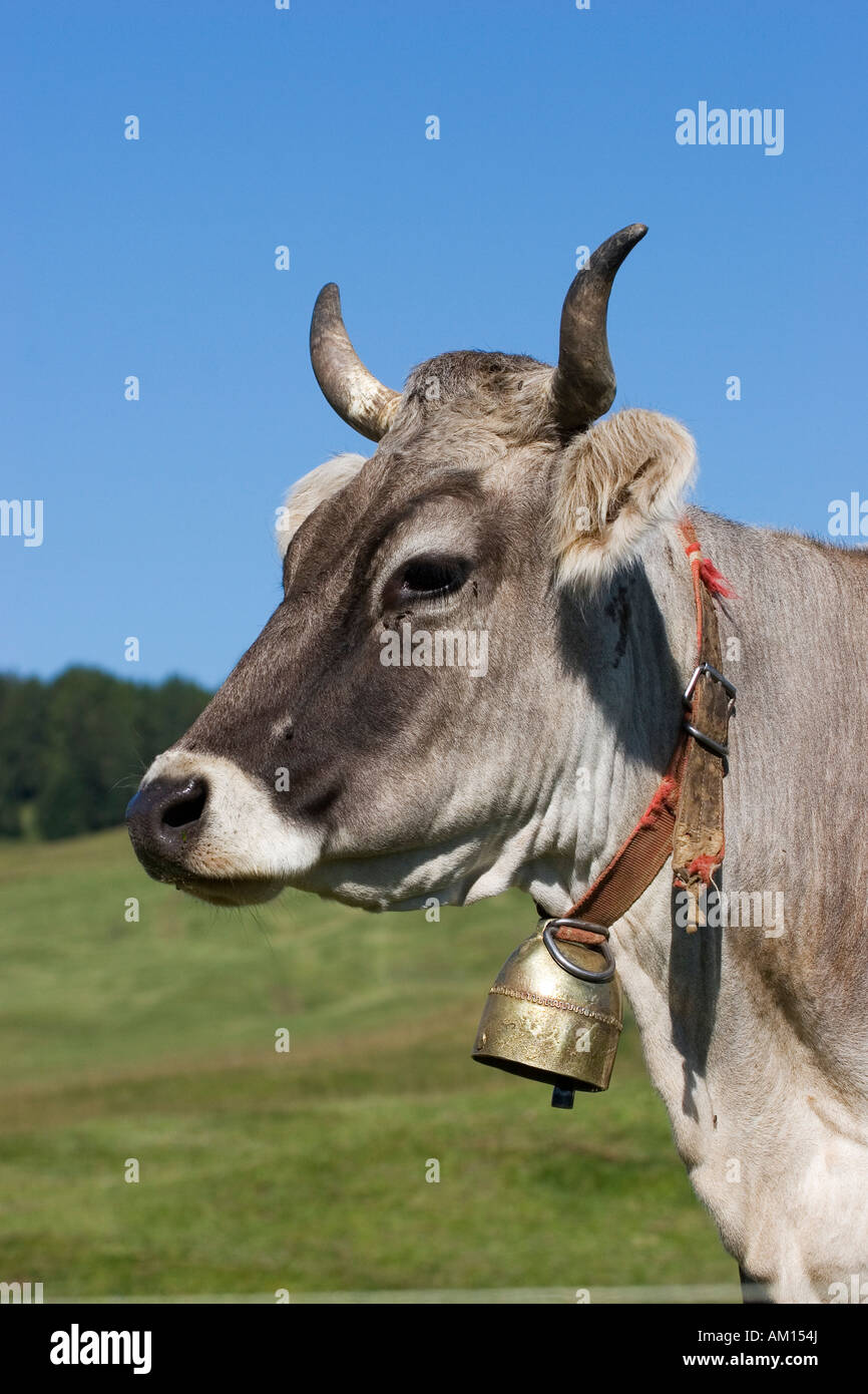 Portrait of a cow on a meadow, Seiser Alm, South Tyrol, Italy Stock Photo