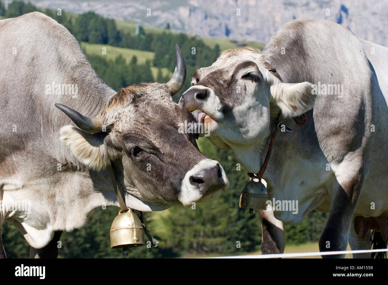 Cow is licking another cow, Seiser Alm, South Tyrol, Italy Stock Photo