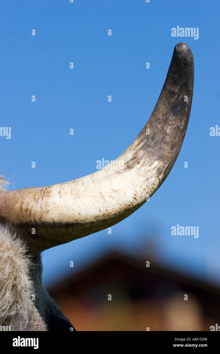 Horn of a cow, Seiser Alm, South Tyrol, Italy Stock Photo