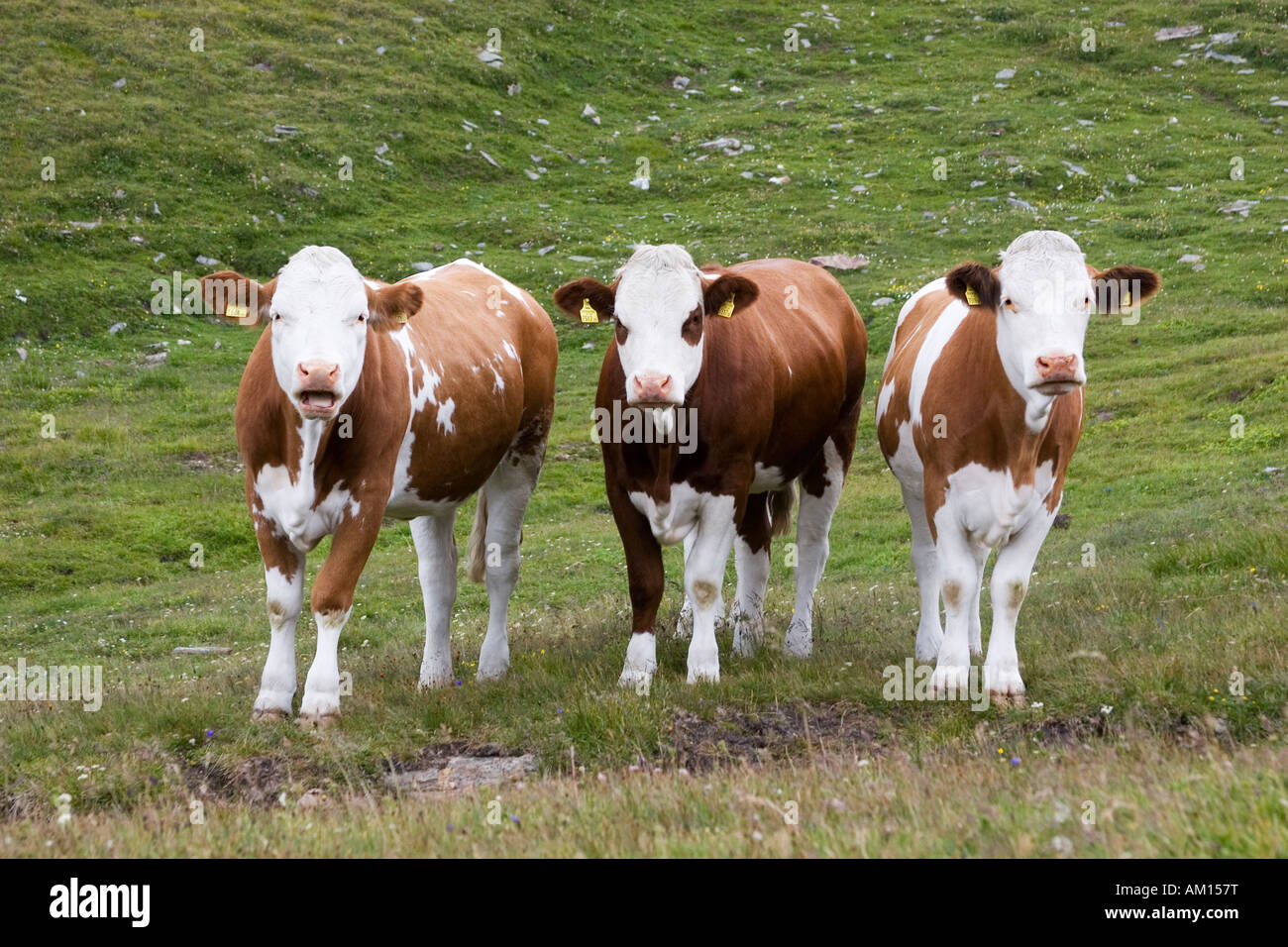 Three cows looking, meadow near by Grossglockner Hochalpenstrasse, national park Hohe Tauern, Austria Stock Photo