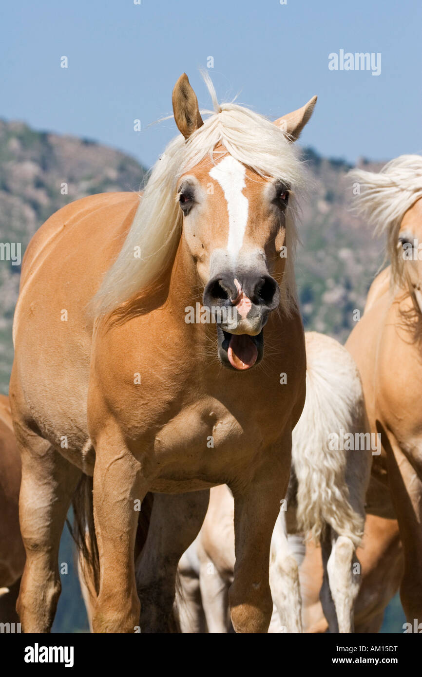 Haflinger horse, neighing, Seiser Alm, South Tyrol, Italy Stock Photo