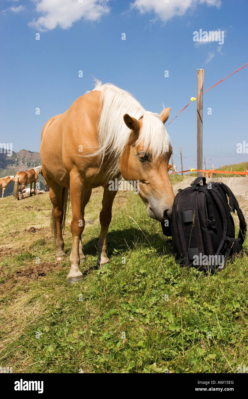 Haflinger horse sniffing at a backpack, Seiser Alm, South Tyrol, Italy Stock Photo