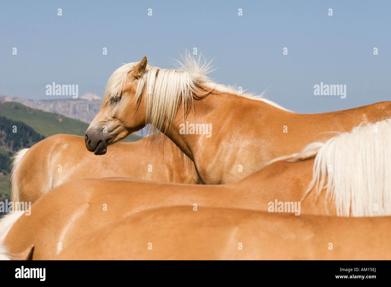 Haflinger horses, Seiser Alm, South Tyrol, Italy Stock Photo