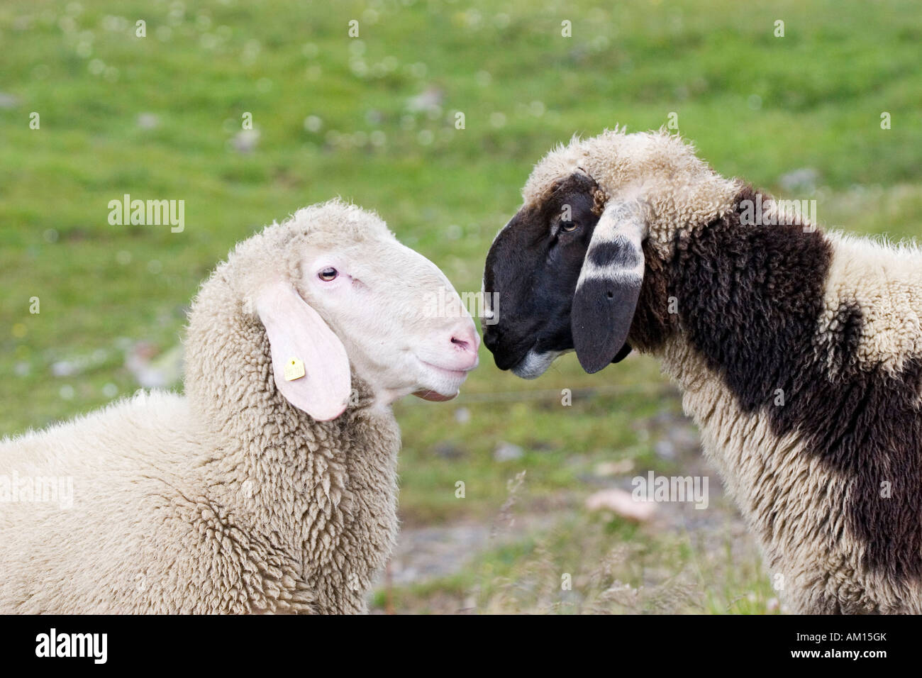 Two sheep on a meadow, National Park Hohe Tauern, Austria Stock Photo
