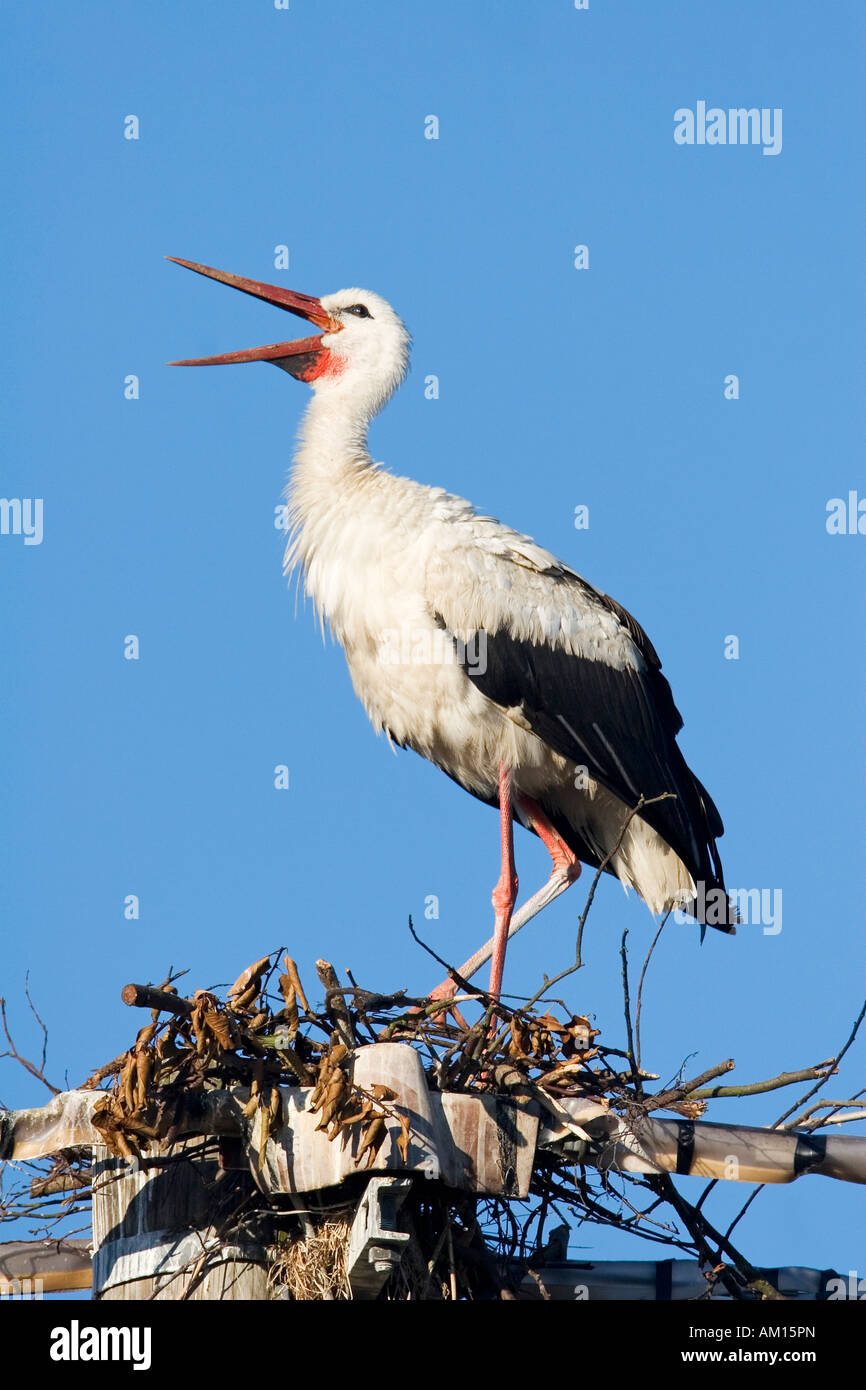 White storch (Ciconia ciconia) yawning, Germany Stock Photo