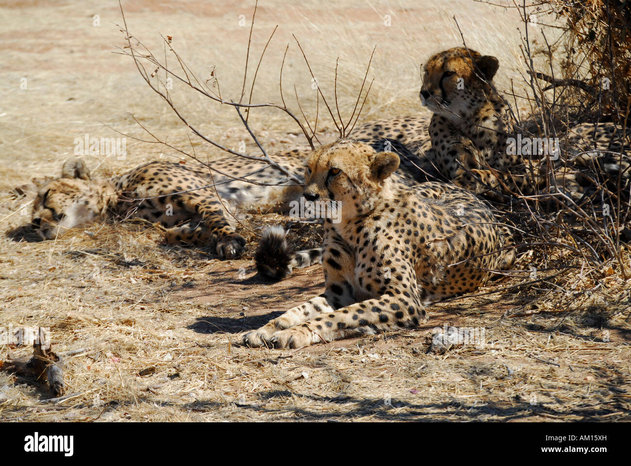 Cheetahs under a bush, Otjototongwe Cheetah Farm, Kamanjab, Namibia Stock Photo