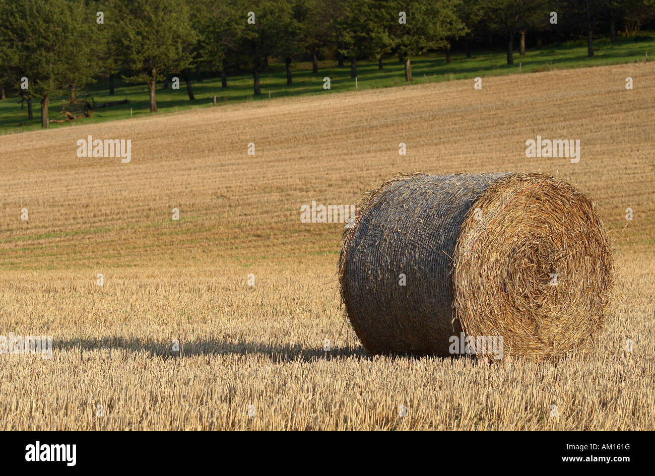Bale straw near me