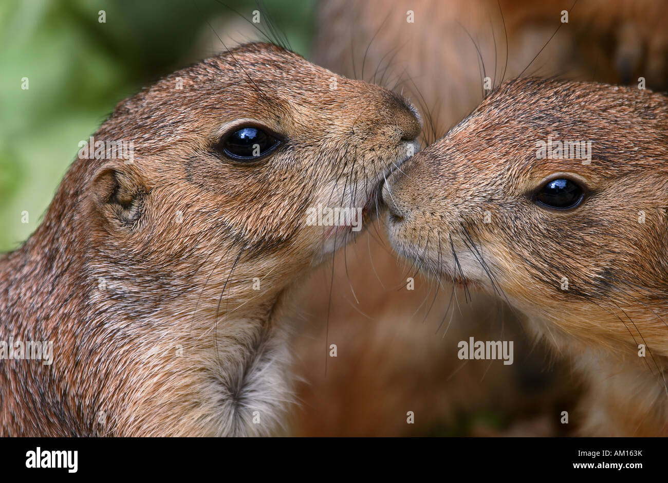 Two touching marmots (Marmota marmota) Stock Photo