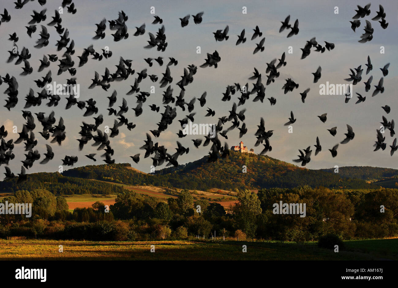 Migratory birds, european starlings, fly in front of Wachsenburg, Thuringia, germany Stock Photo