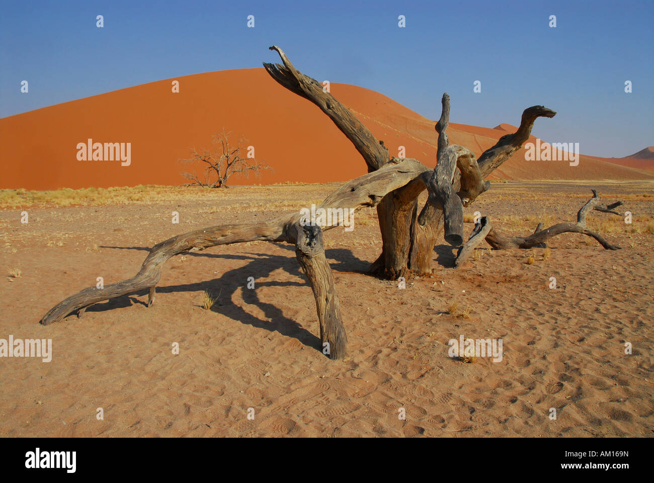 Dead tree at dune 45, Sossusvlei, Namib Naukluft Parc, Namibia Stock ...