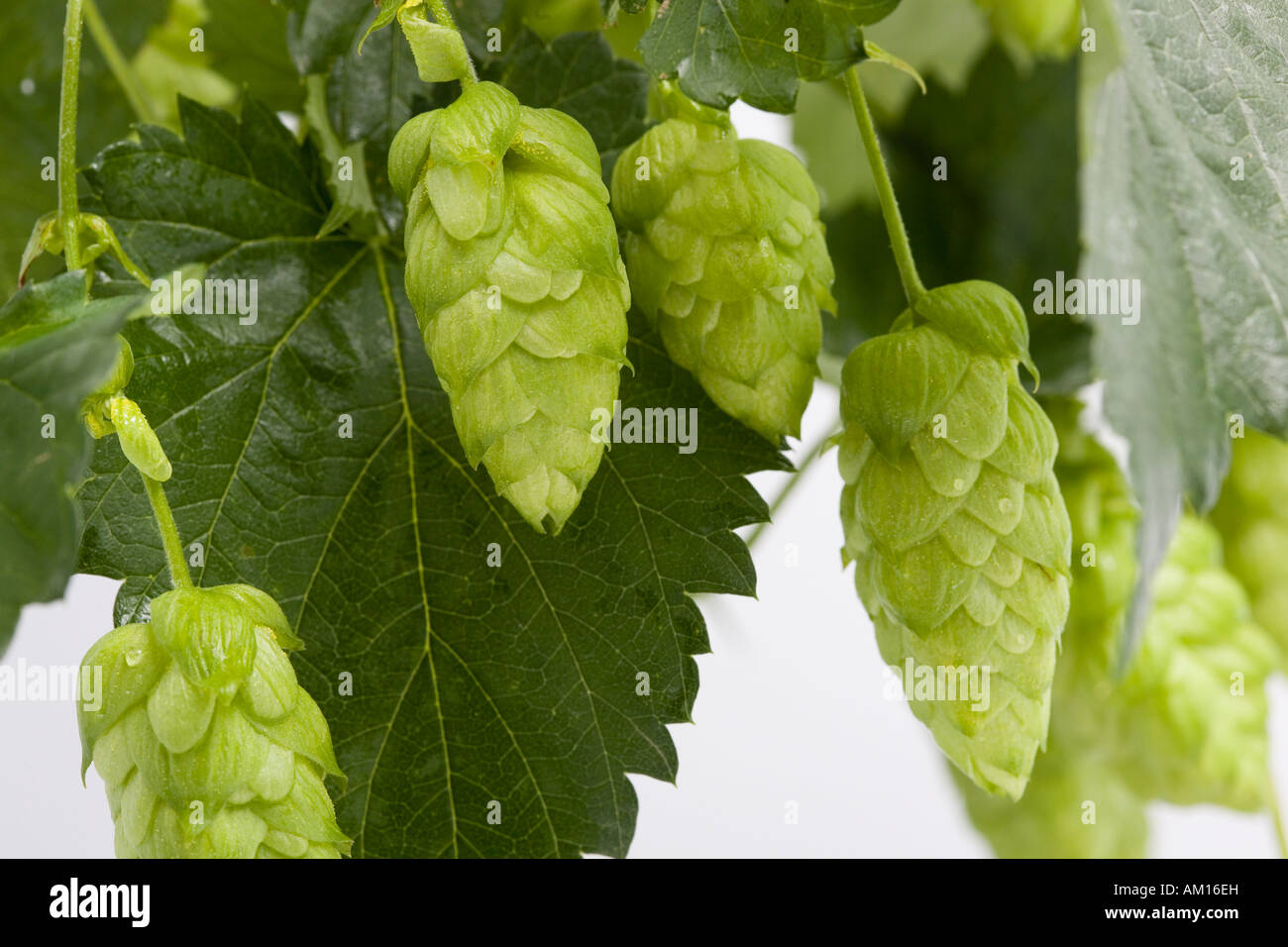 Hop (Humulus lupulus) Stock Photo