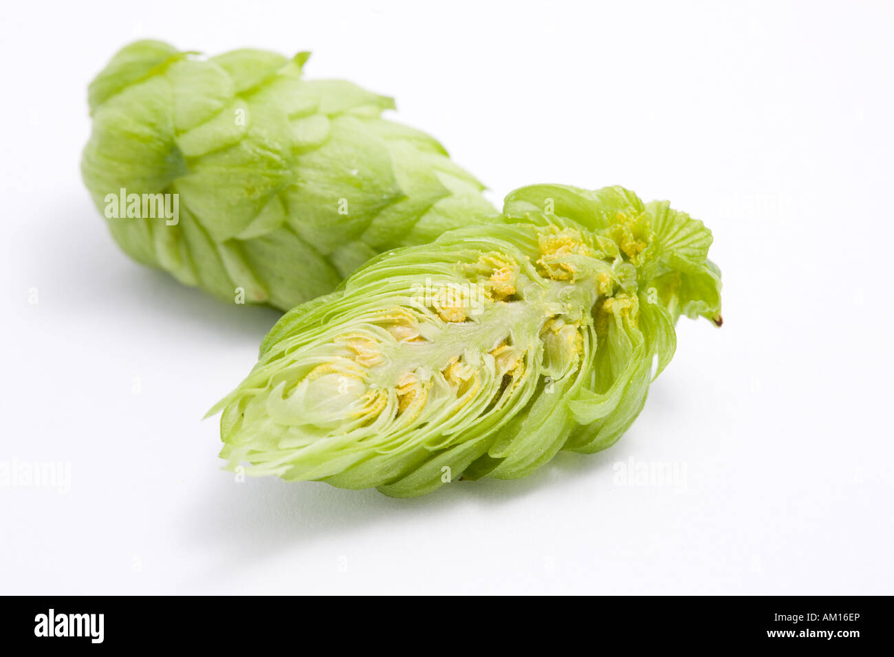 Hop (Humulus lupulus) Stock Photo