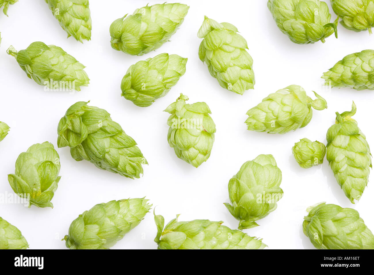 Hop (Humulus lupulus) Stock Photo