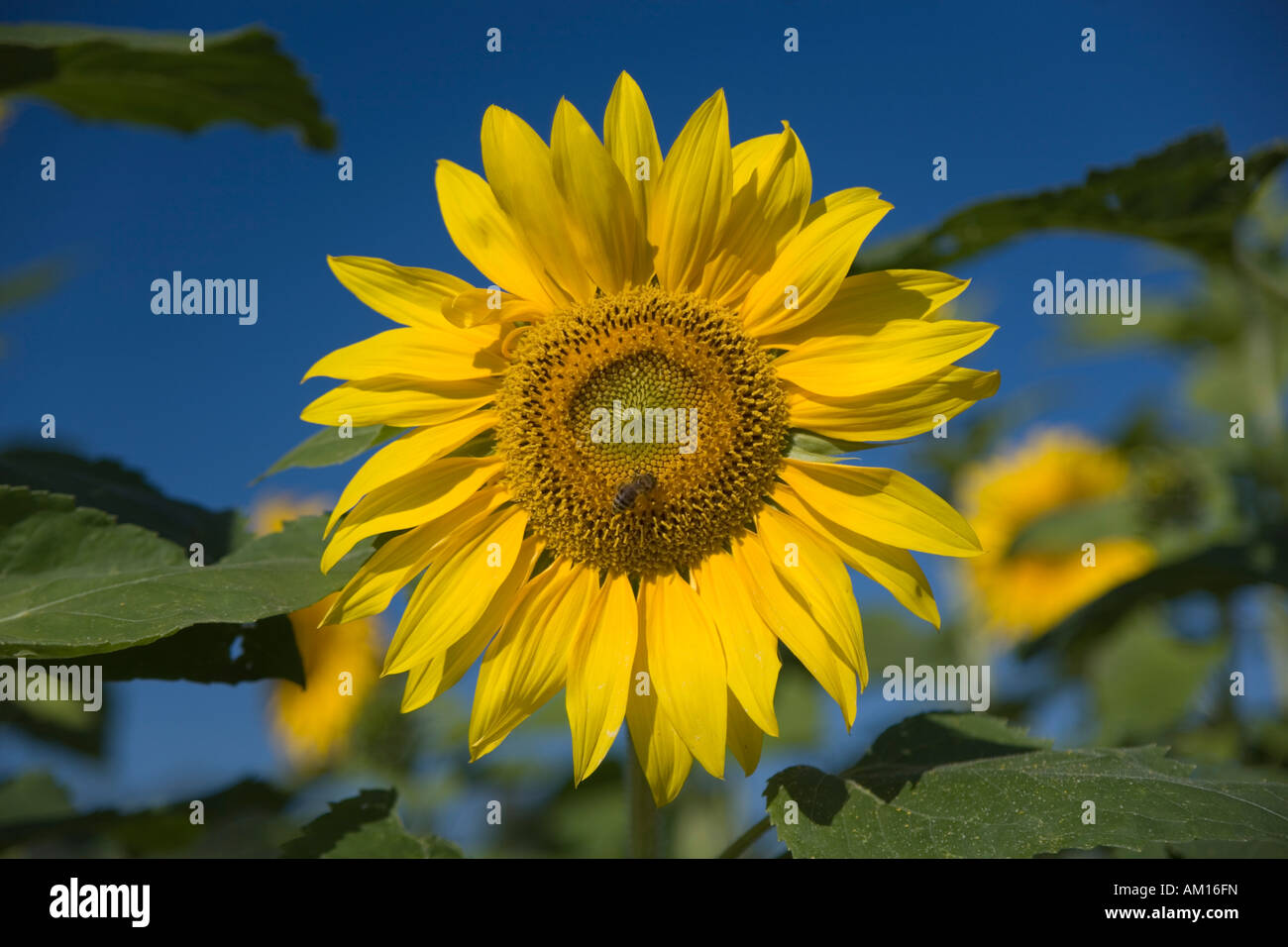 Sun flower (Helianthus annuus) with bee (Apis mellifera) Stock Photo