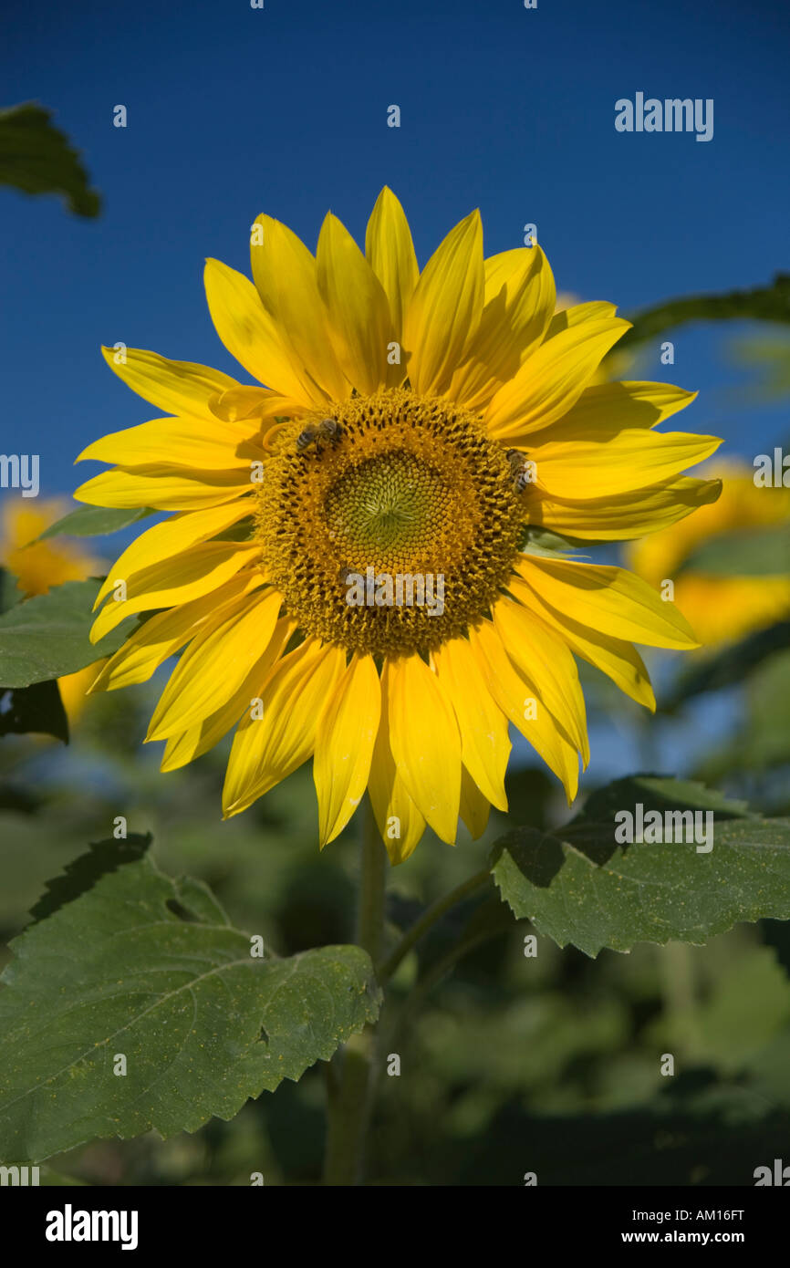 Sun flower (Helianthus annuus) with bee (Apis mellifera) Stock Photo