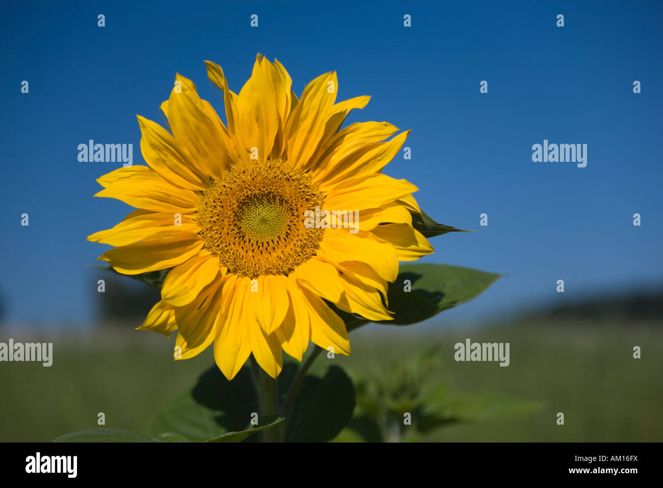 Sun flower (Helianthus annuus) Stock Photo