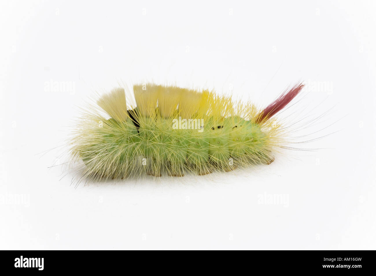 Caterpillar (Calliteara pudibunda) Stock Photo