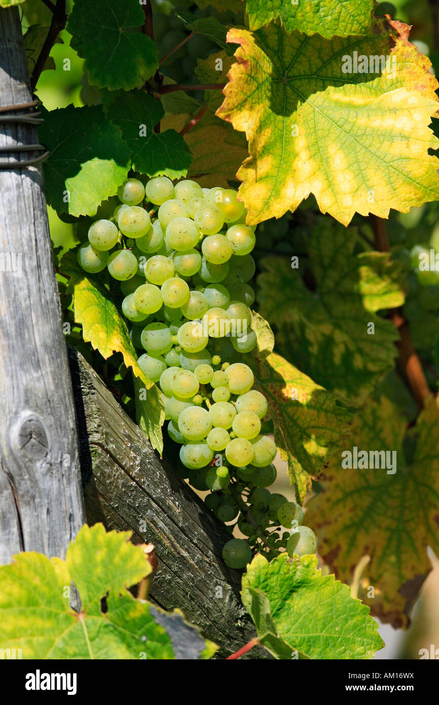 Ripe grapes Stock Photo