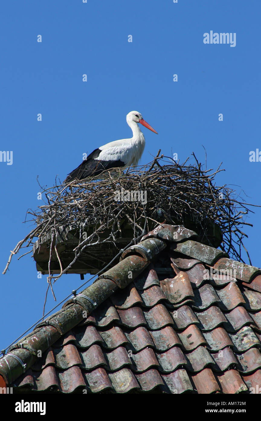 White stork (Ciconia ciconia) on its nest on a tiled roof, open air museum Hessenpark, Neu-Anspach Taunus, Hessen, Germany Stock Photo
