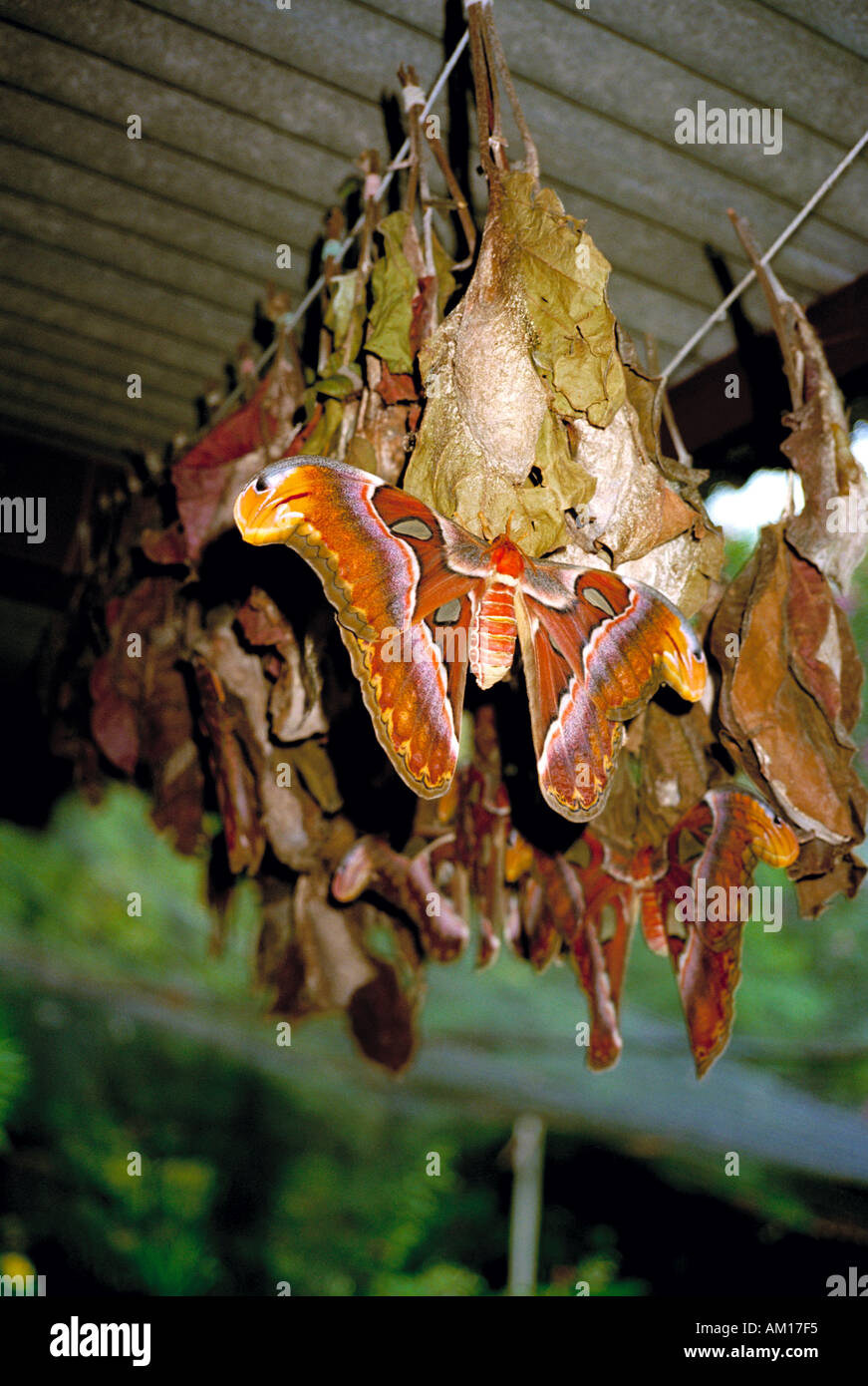 The Atlas Moth is the largest moth in the world. Many examples with cocoons here in the Butterfly Garden, Koh Samui, Thailand Stock Photo