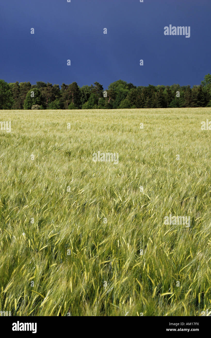 Common wheat (Triticum aestivum), field, Swabian Alb, Baden-Wuerttemberg, Germany Stock Photo