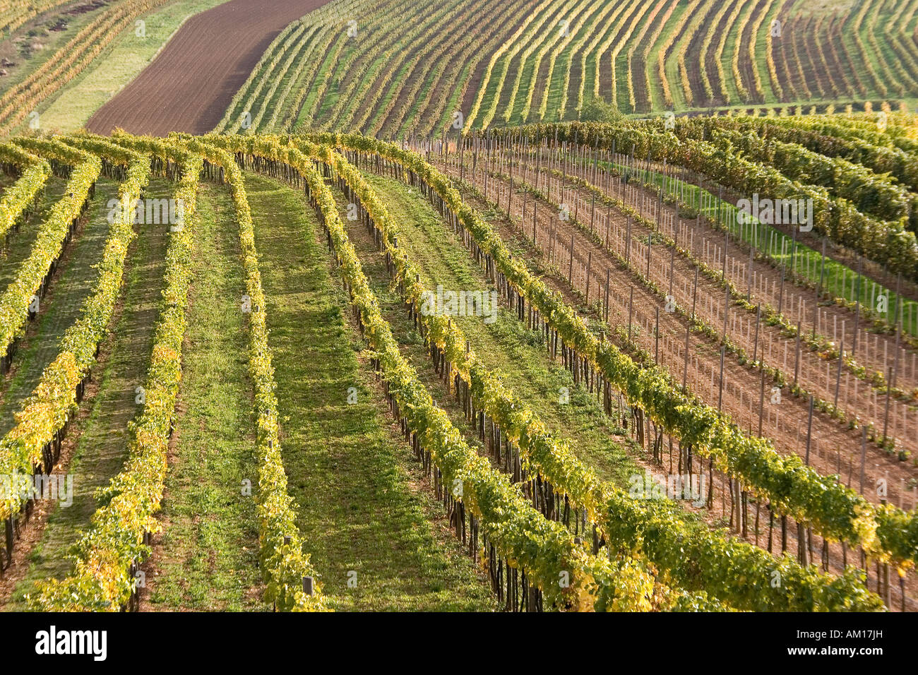Hilly vineyard in autumn, Perchtoldsdorf, Lower Austria, Austria Stock Photo
