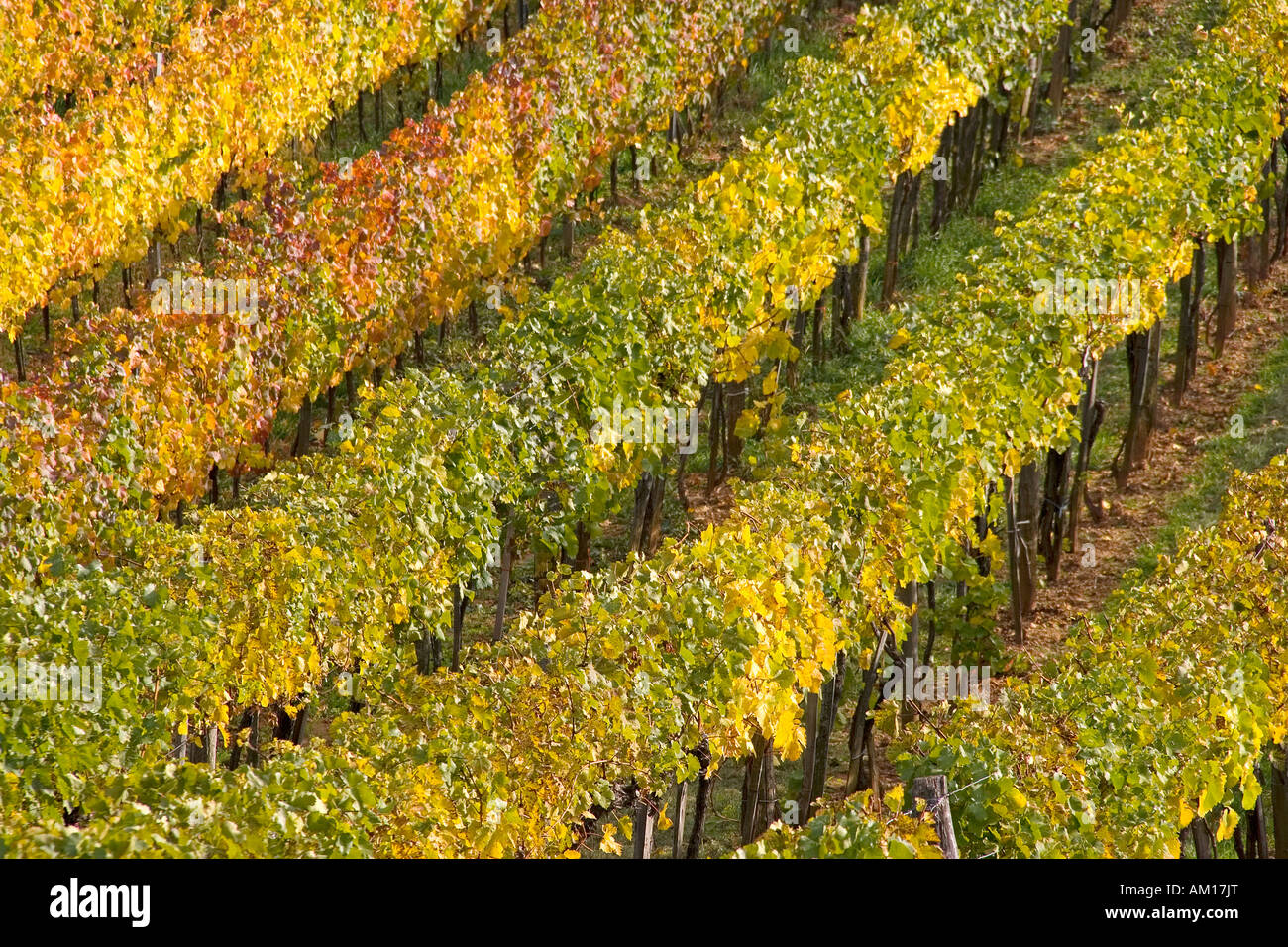 Vineyard in autumn, Perchtoldsdorf, Lower Austria, Austria Stock Photo