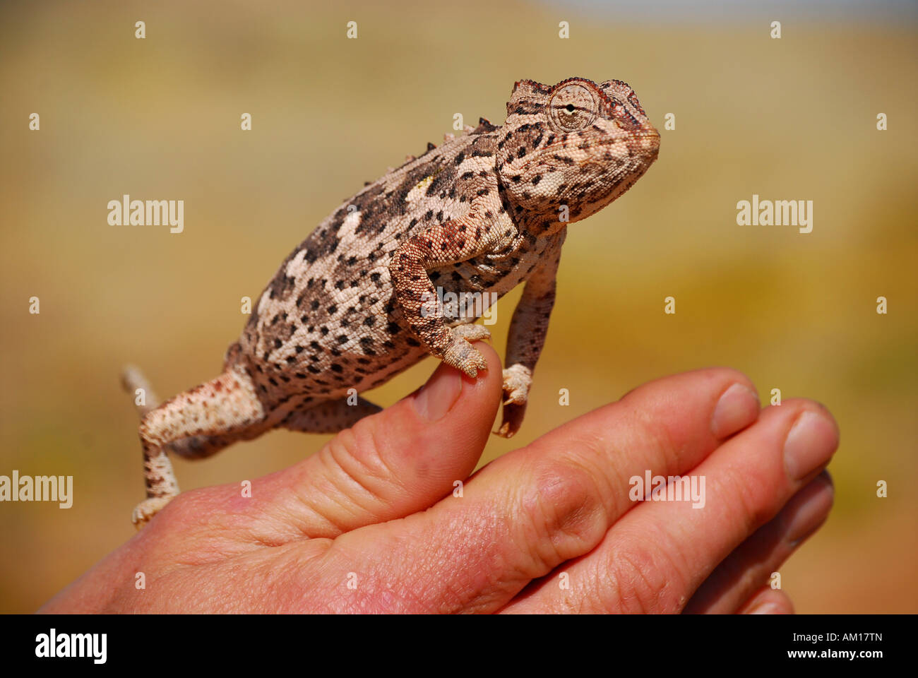 Namaqua chameleon, Aus, Namibia Stock Photo
