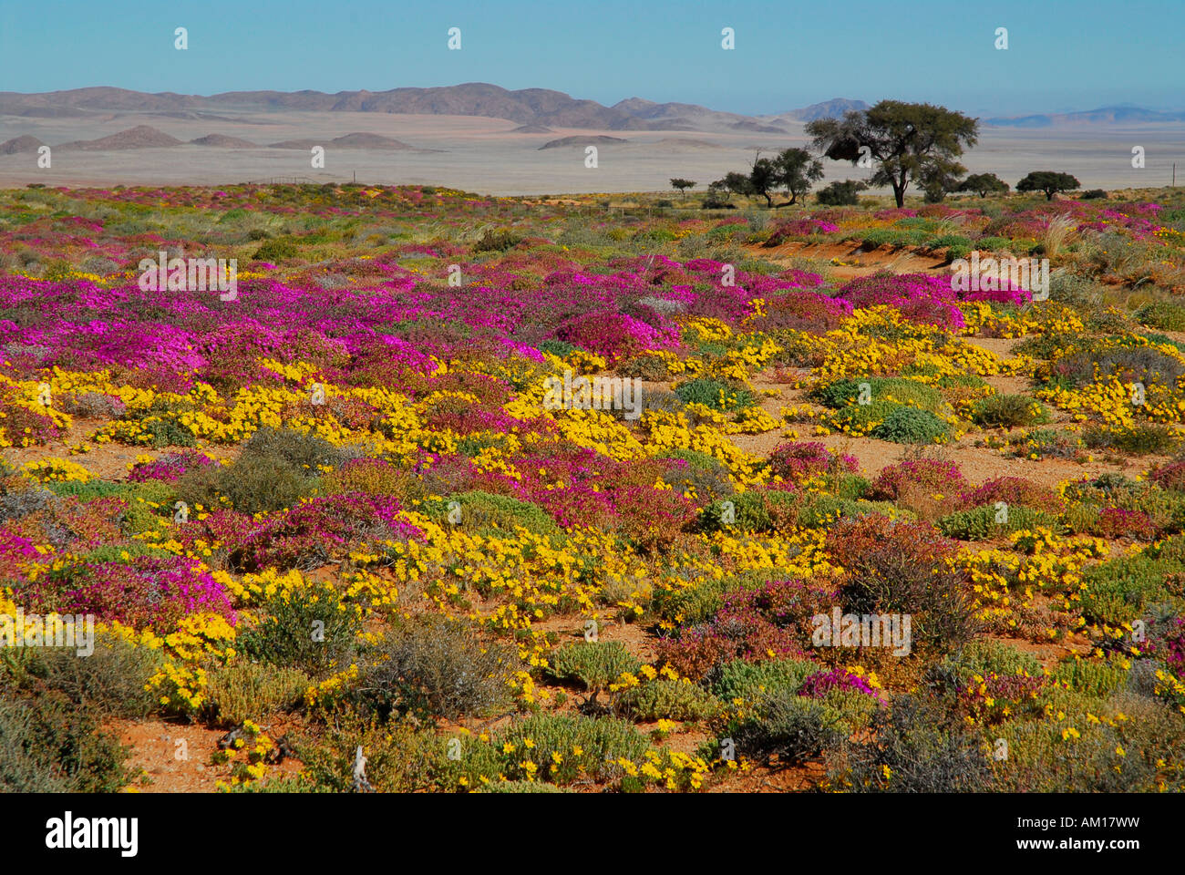 Flowers in the Namib desert after rainfall, Aus, Namibia Stock Photo