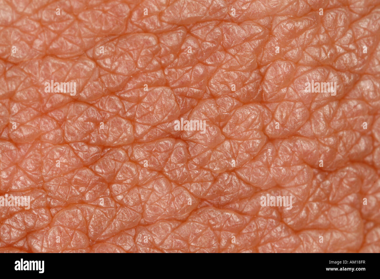 Close up of human skin Stock Photo