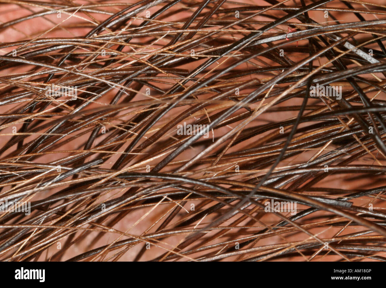 Close-up of human hair Stock Photo