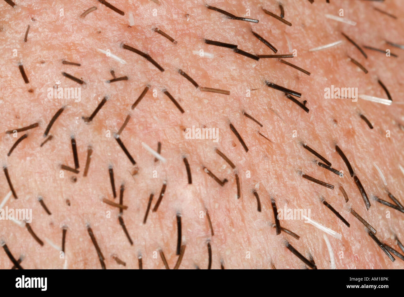 Close-up of stubbles Stock Photo