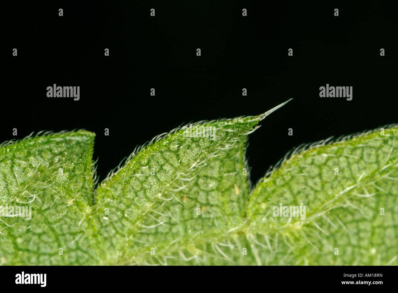 Close up plants leaf hi-res stock photography and images - Alamy