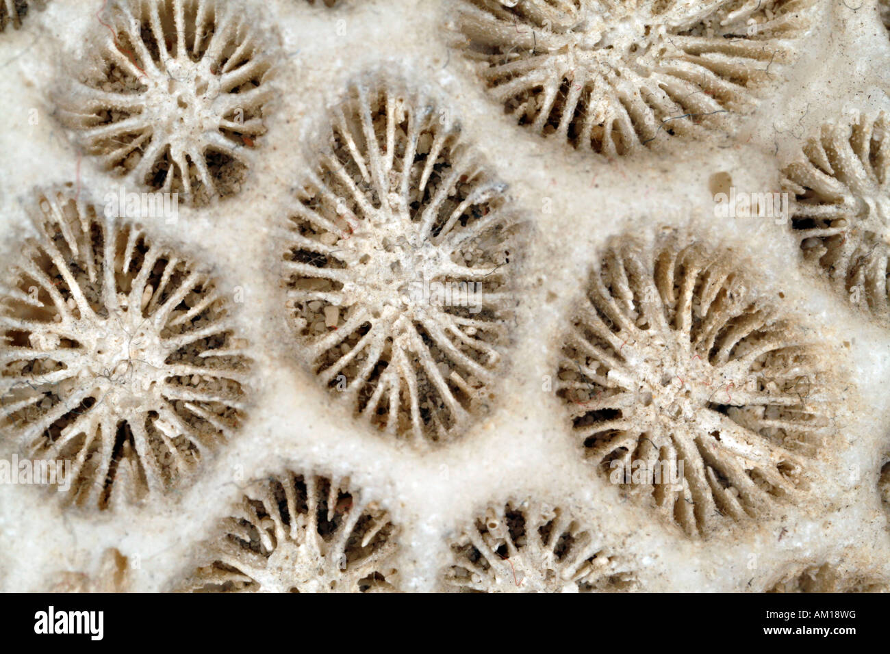Skeleton of a hard coral Stock Photo Alamy