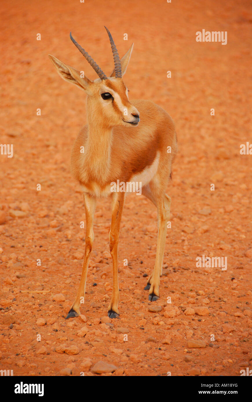 Gazelle, Sebha, Libya Stock Photo
