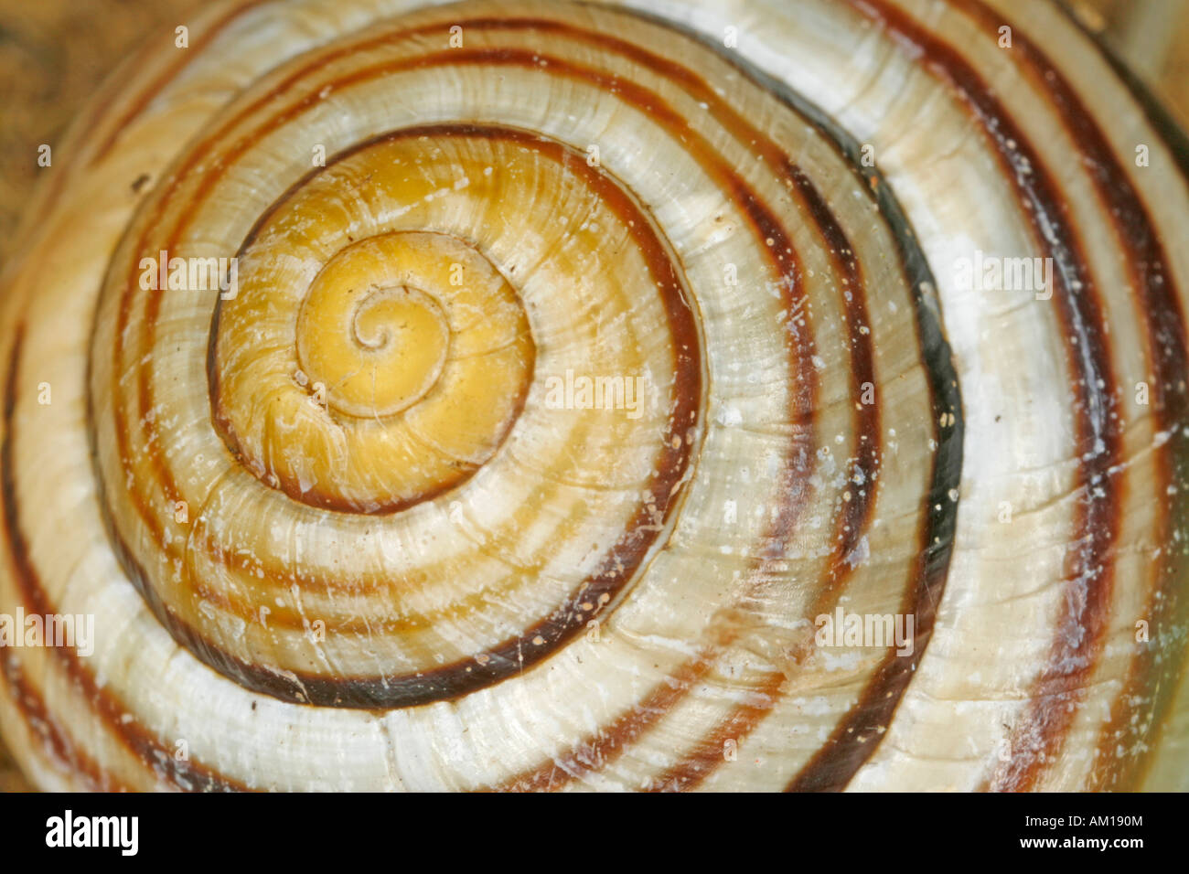 Close up of a snail shell Stock Photo