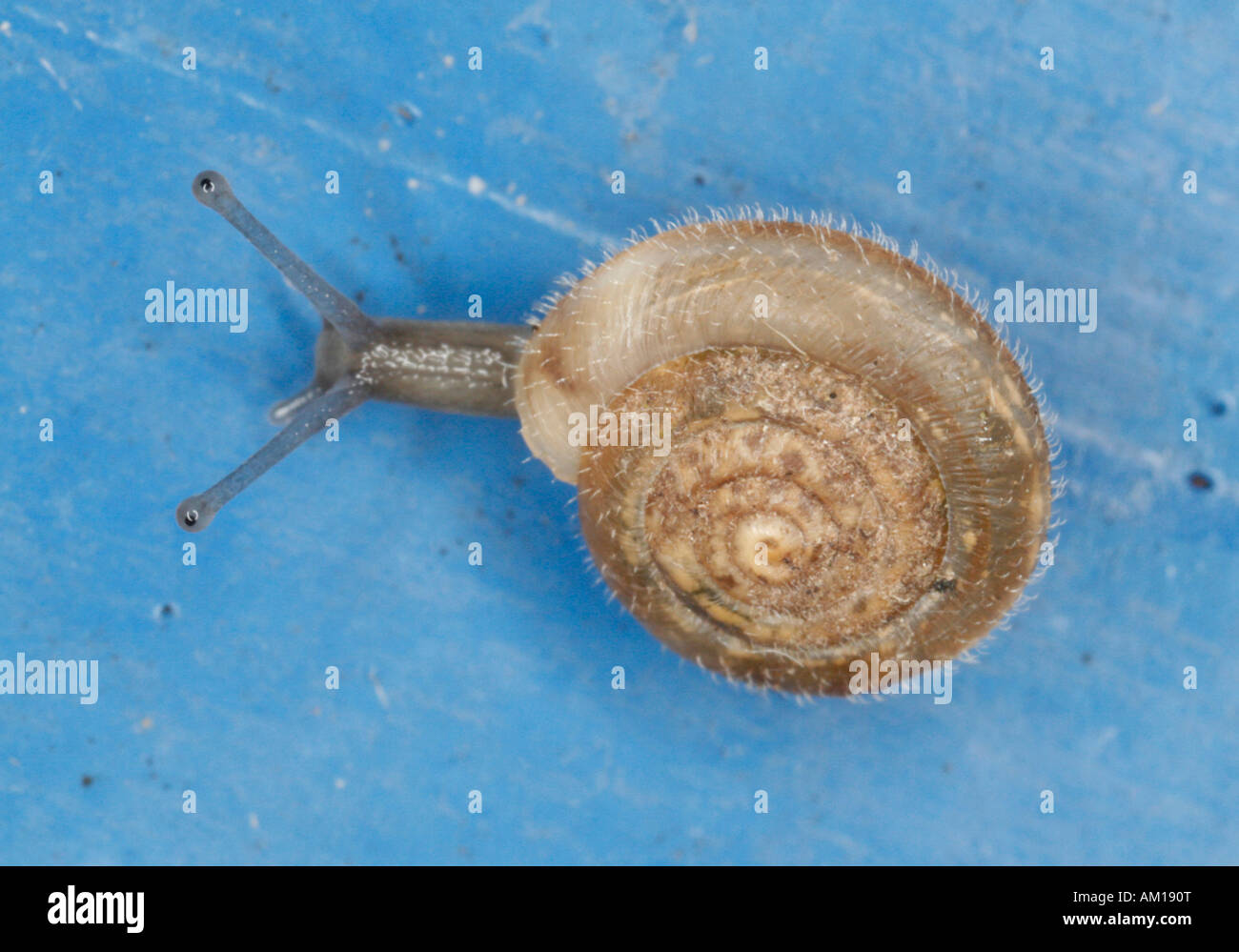 Snail - snail shell Stock Photo