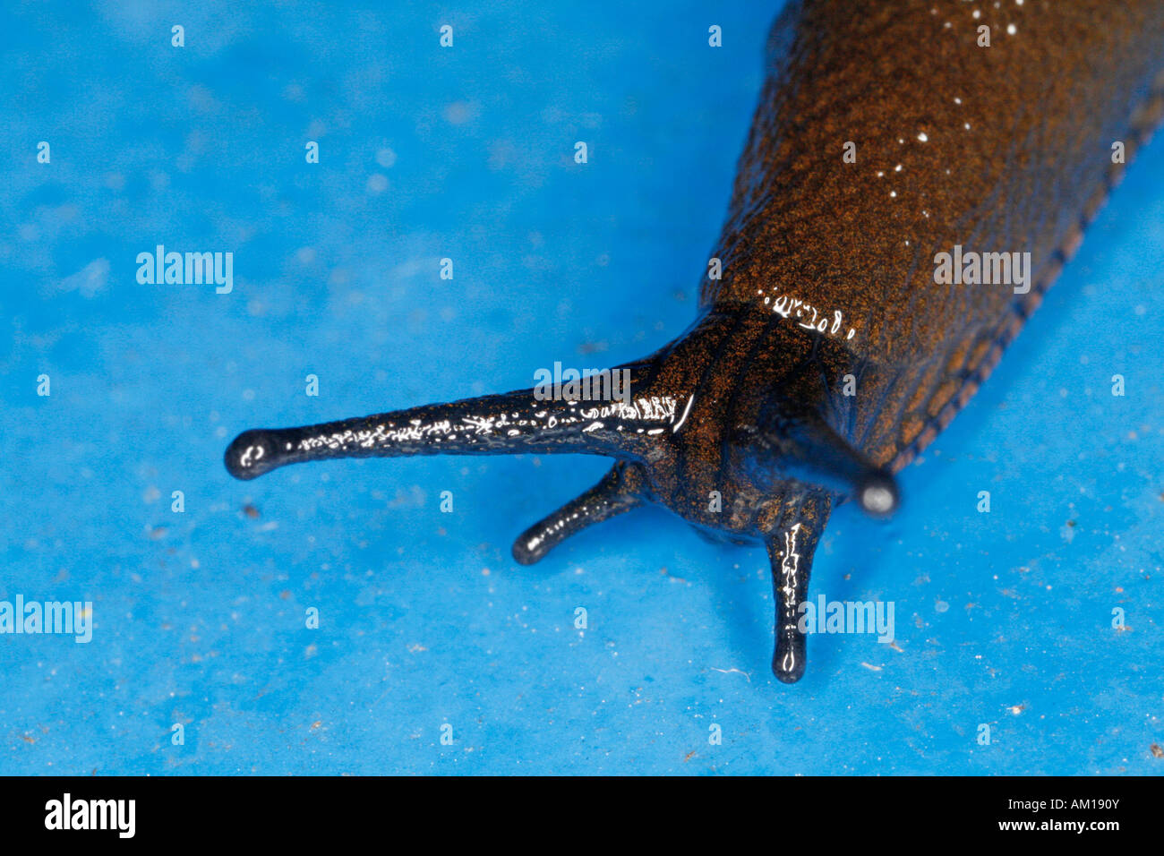 Close-up of a snail Stock Photo