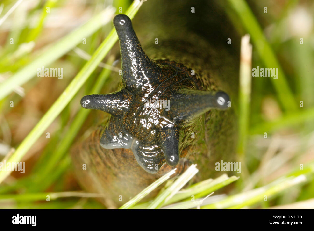 Close-up of a snail's head Stock Photo