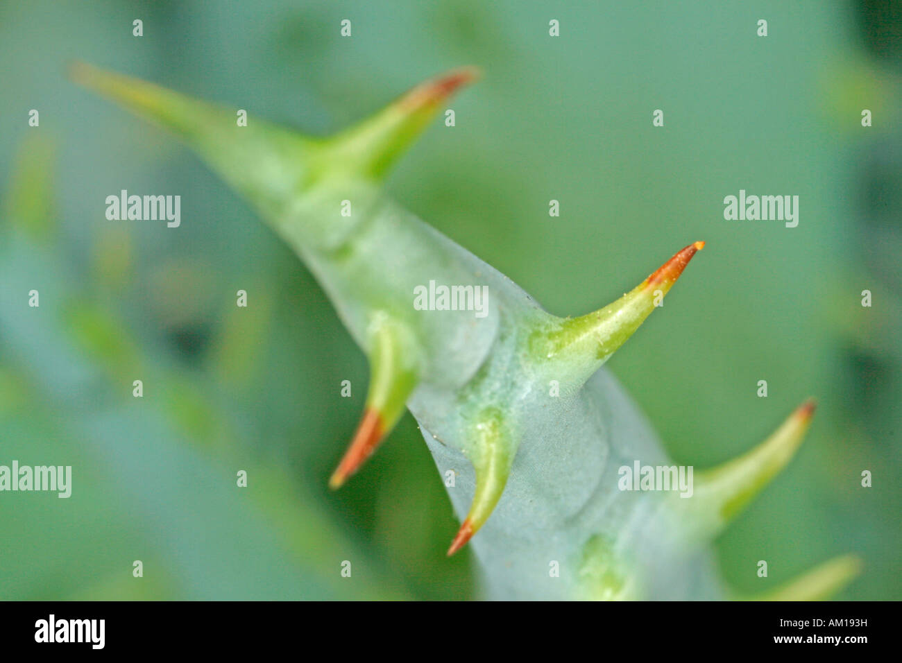 Thorns on a stem Stock Photo