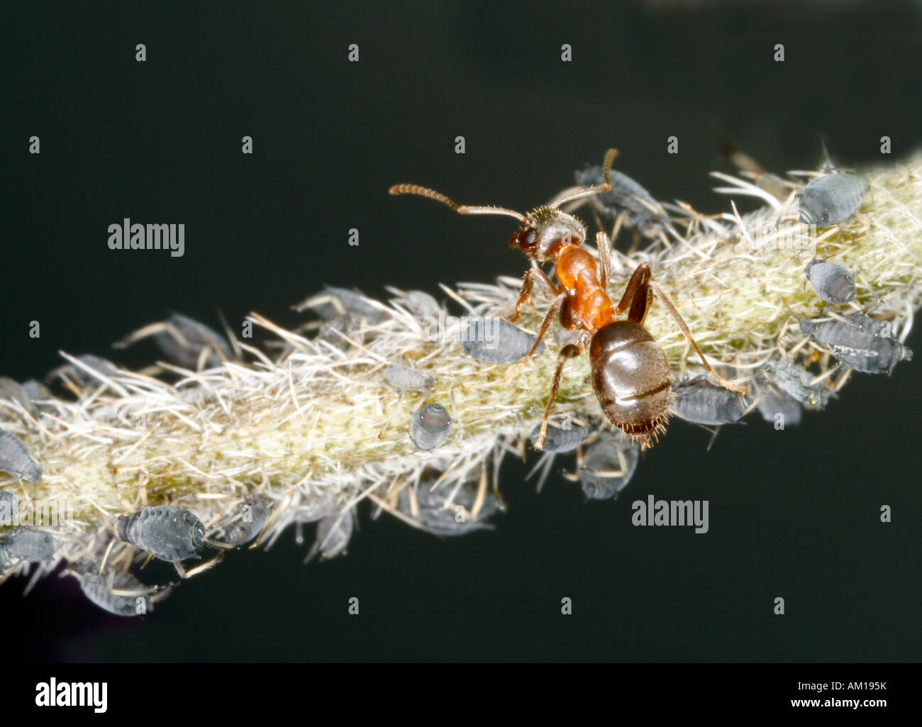 Red ant (Formica rufa) on a plant with plant lice (Aphidoidea) Stock Photo