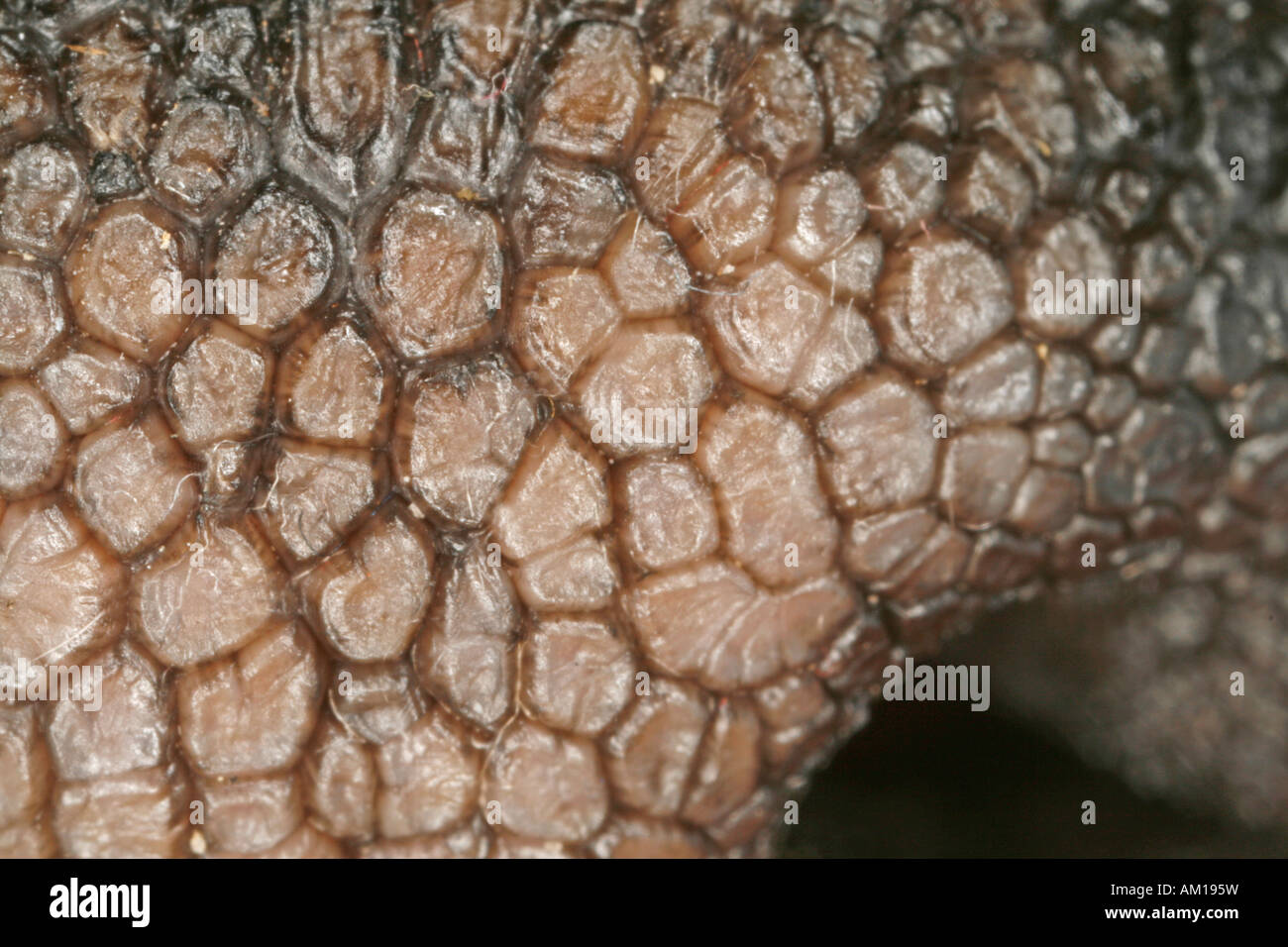 Close-up of a dog's nose Stock Photo