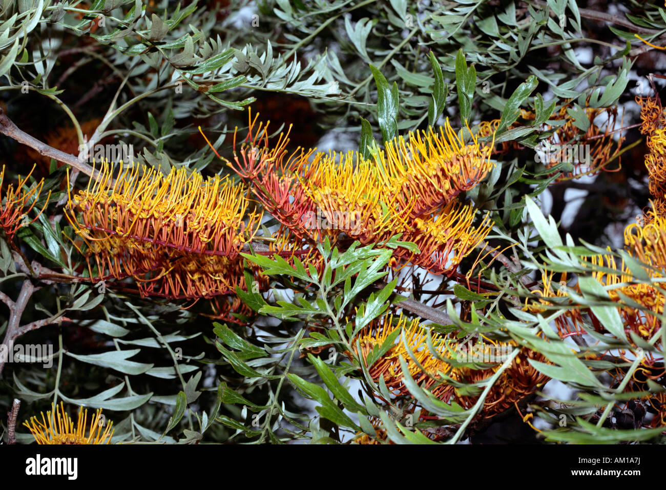 Closeup of Silky Oak/Southern Silky Oak/Australian Silver Oak flower